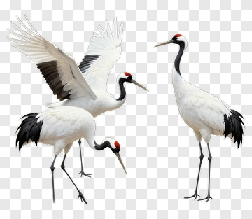 White Crane With Red Crown PNG
