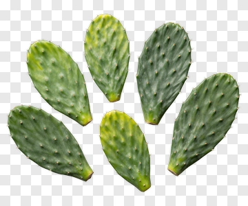 Prickly Pear Pad PNG