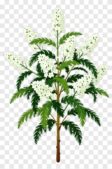 White Flower Bouquet With Green Leaves PNG