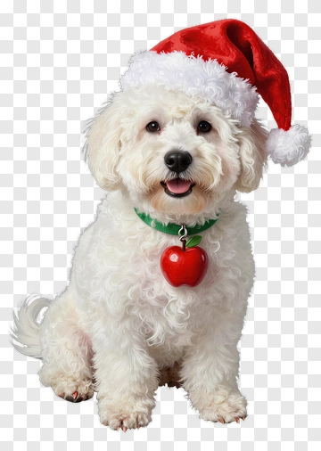 White Dog Wearing Santa Hat And Apple Charm PNG