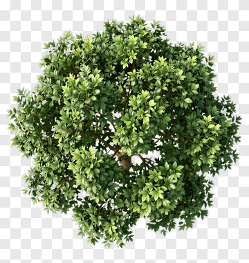 Top View Of A Dense Green Tree PNG