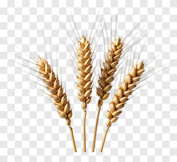 Golden Wheat Ears PNG