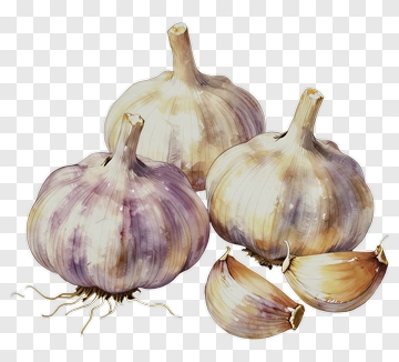 Garlic Watercolor Illustration PNG