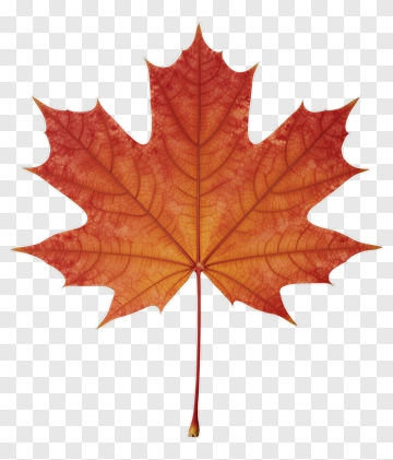 Maple Leaf In Autumn Colors PNG