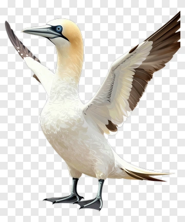 Gannet In Flight PNG
