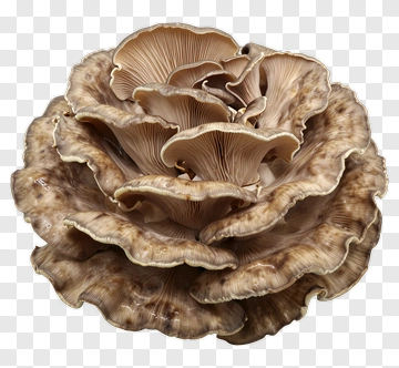 Layered Mushroom PNG
