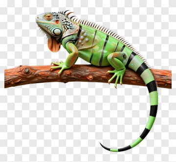 Green Iguana On Branch PNG