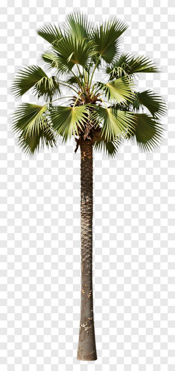 Tall Palm Tree PNG