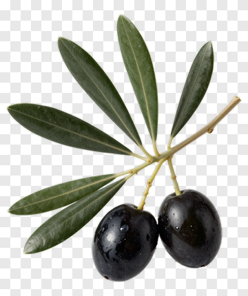 Olive Branch With Black Olives PNG