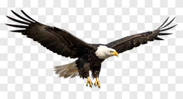 Eagle In Flight PNG