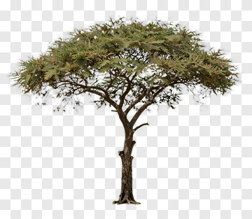 Tree With Dense Foliage PNG