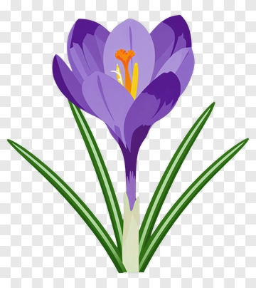 Purple Crocus Flower With Green Leaves PNG