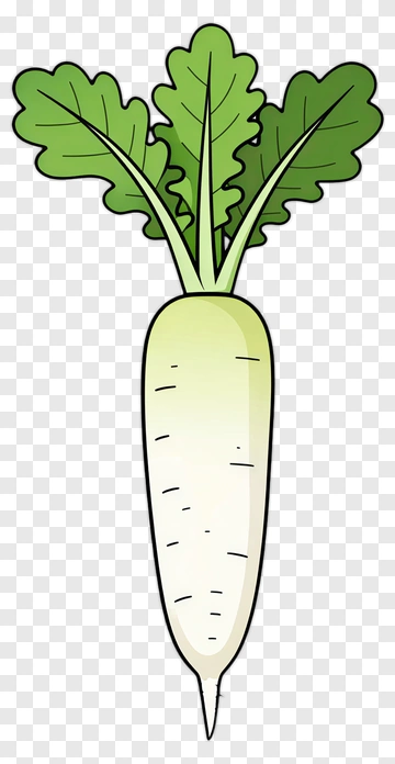 Radish PNG