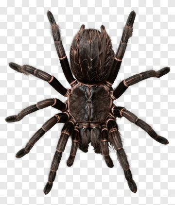 Tarantula With Black And Brown Coloration PNG