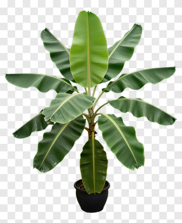 Banana Plant In Black Pot PNG