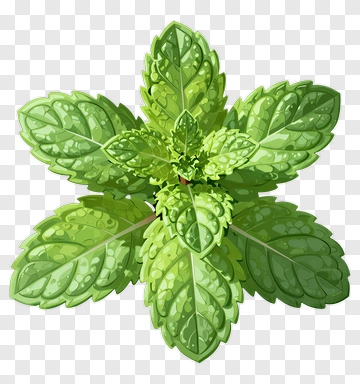 Mint Plant With Water Droplets PNG
