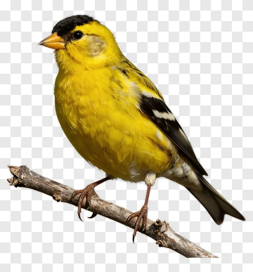 American Goldfinch Perched On Branch PNG