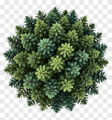 Top View Of A Dense Pine Tree Cluster PNG