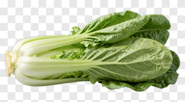 Fresh Bok Choy PNG