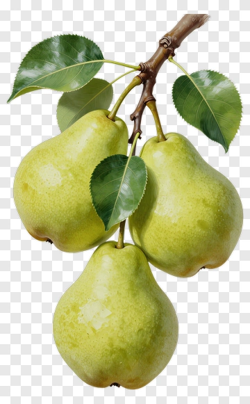 Three Pears On A Branch PNG