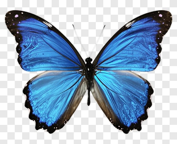 Blue Morpho Butterfly PNG
