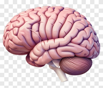 Human Brain Illustration PNG