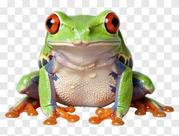 Red-eyed Tree Frog With Vibrant Colors PNG