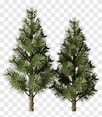 Two Pine Trees PNG