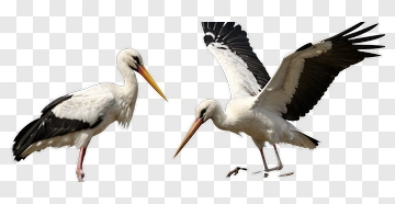 Two Storks On A Nest PNG