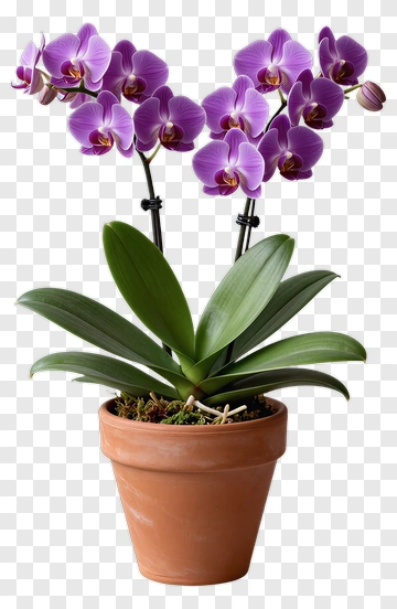 Purple Orchid In Terracotta Pot PNG