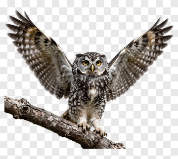 Owl With Spread Wings On Branch PNG