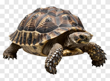 Turtle With Detailed Shell And Claws PNG