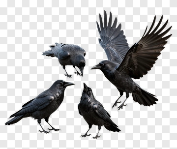 Four Crows In Dynamic Poses PNG