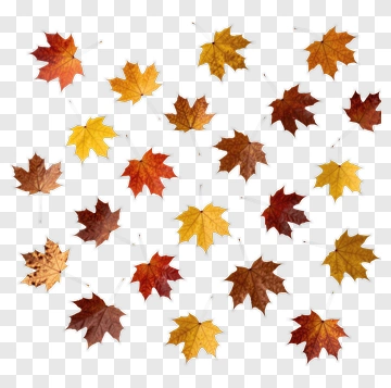 Fall Leaves In Autumn Colors PNG