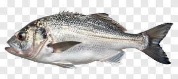 Fresh Fish With Detailed Scales And Fins PNG