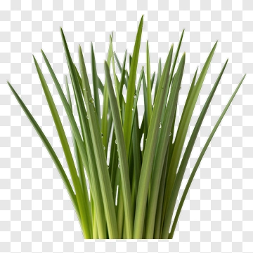 Fresh Green Grass With Water Droplets PNG