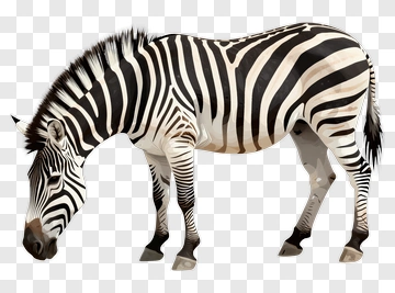 Zebra PNG