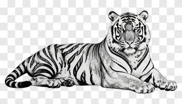Tiger In Black And White Drawing PNG