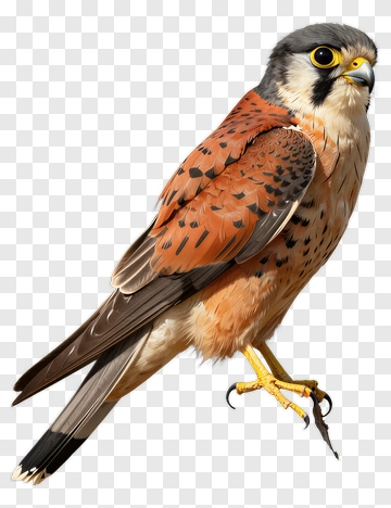 Falcon Perched On Branch PNG