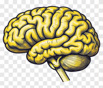 Yellow Brain Illustration PNG