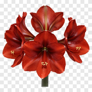 Red Amaryllis Flower In Full Bloom PNG