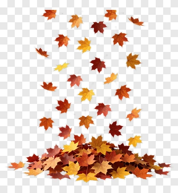 Fall Maple Leaves In Vibrant Colors PNG