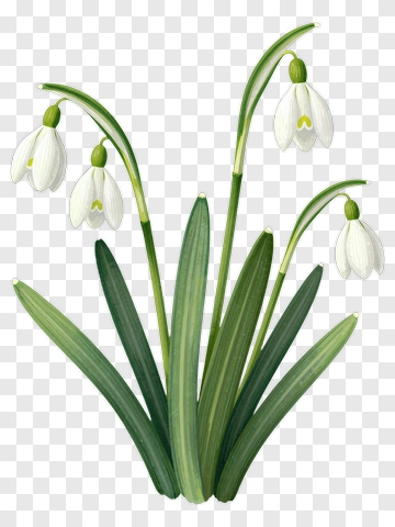 Snowdrop Flower PNG