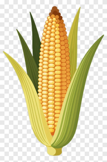 Corn With Green Leaves PNG