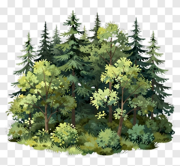 Forest With Pine Trees And Bushes PNG