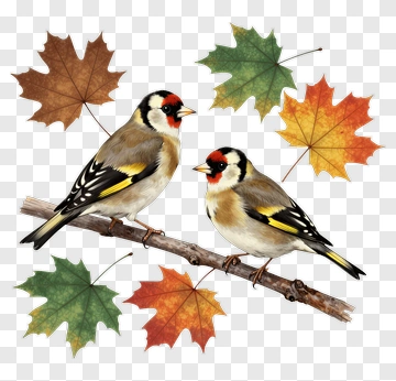 Two Goldfinches On A Branch PNG