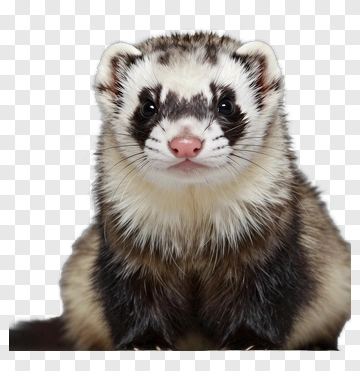 Ferret Portrait PNG