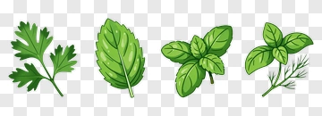 Fresh Herbs Collection PNG