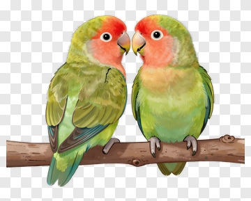 Two Lovebirds Facing Each Other PNG