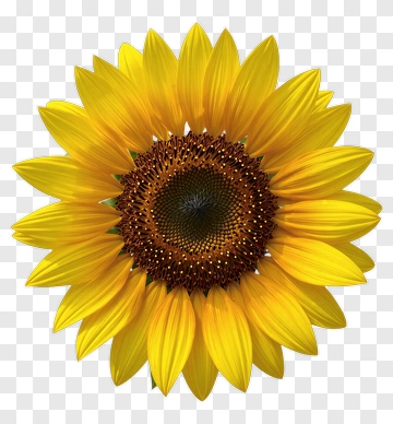 Sunflower PNG